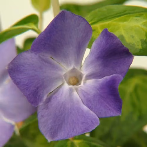Thompson & Morgan Vinca Major Hardy Evergreen Periwinkle Ground Cover Plant with Blue Flowers, 2 x 9cm Pots – 2