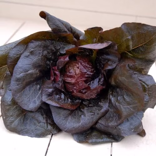 Thompson & Morgan Lettuce Intred Mini Romaine Seeds, Purple and Red Leaves, 100 Seeds – 2