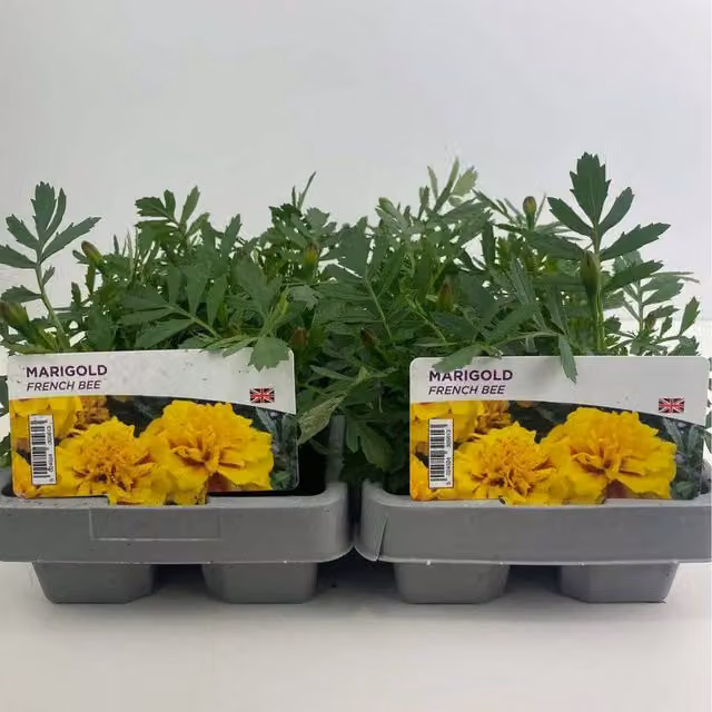 Plants By Post French Marigold Bee Bedding Plants, 6 Pack, Yellow and Red