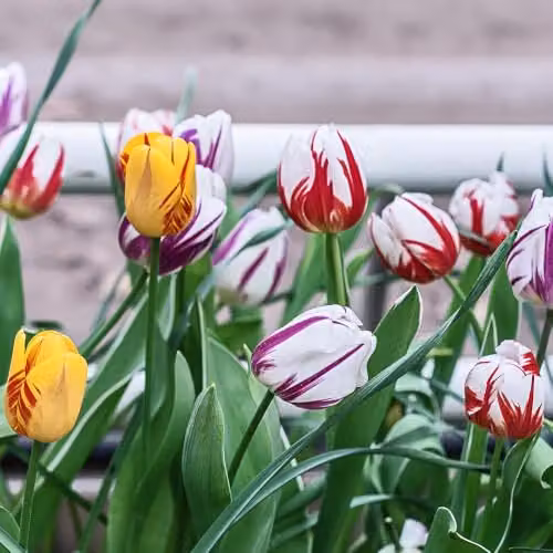 YouGarden Tulip Rembrandt Mix Multicolour, Set of 15 Bulbs – 3