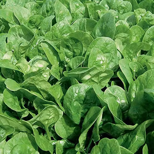 Thompson and Morgan Spinach Apollo Seeds, 300 Seeds