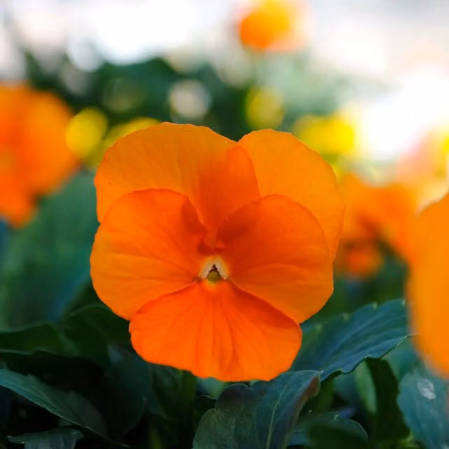 Plants by Post Viola Bedding Plants, Deep Orange, 12 Pack