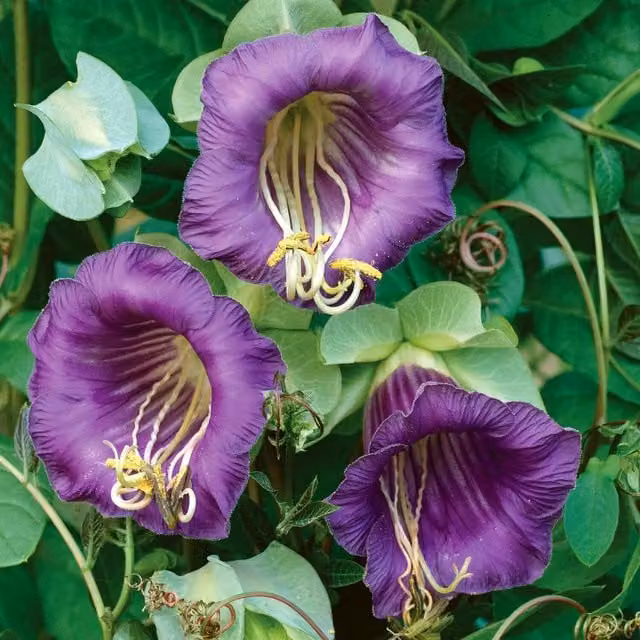Unwins Cobaea Scandens Cathedral Bells Purple Flower Seeds