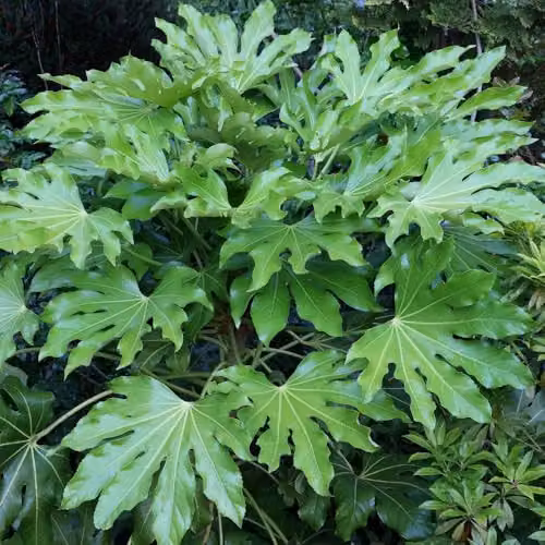 YouGarden Fatsia Japonica Japanese Aralia Evergreen Ornamental Shrub, Height: 40 cm, Pot Size: 17 cm – 5