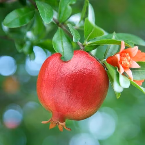 YouGarden Dwarf Pomegranate Bush Fruit Tree for Potted Gardens and Patios – 1