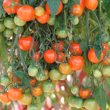 Thompson and Morgan Tumbling Tom Red Tomato Seeds, 15 Seeds per Packet – 2