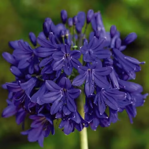 Thompson & Morgan Agapanthus Flower of Love African Blue Lily Hardy Perennial with Deep Blue Blooms, 3 Litre Potted Plant – 1