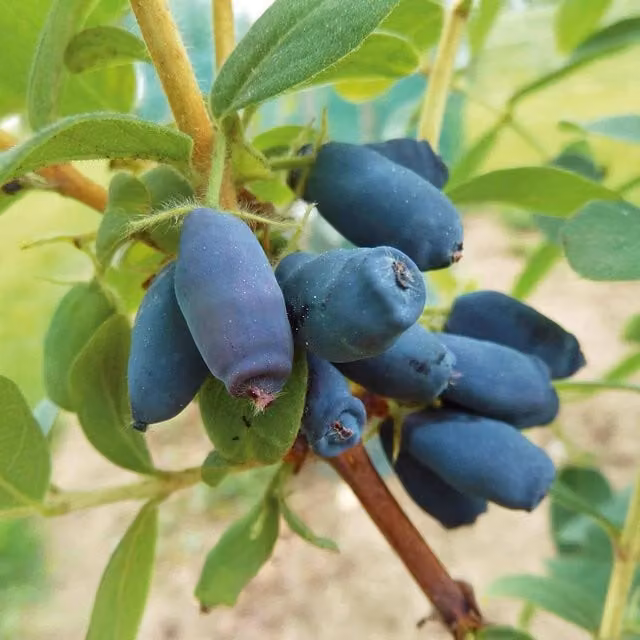 Marshalls Garden Honeyberry Honeybee Lonicera caerulea Hardy Self-Fertile Fruit Shrub, 9cm Pot