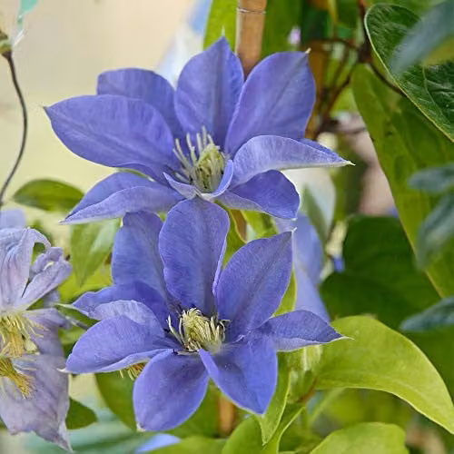 Thompson & Morgan Hardy Perennial Clematis Fujimusume Flowering Climber, 2 Litre Pot