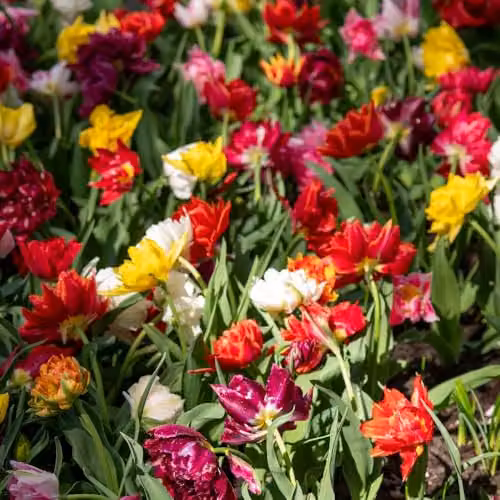 Thompson & Morgan Tulip Murillo Mixed Double Flower Bulbs, Multicolour Ground Cover Perennials, 16 Bulbs