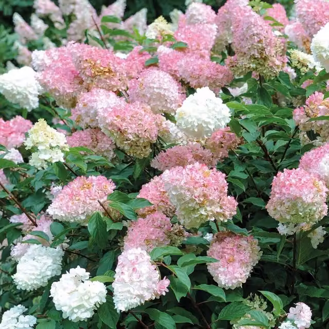 Thompson & Morgan Hydrangea Vanille Fraise Potted Ornamental Shrub, Pink and White, Pack of 2
