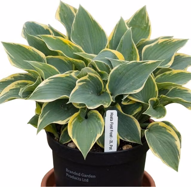 Plants by Post Hosta First Frost Variegated Perennial Plant, Blue-Green and Cream, 2L Pot