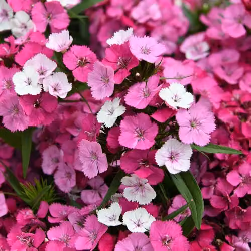 Thompson and Morgan Dianthus Dart Pink Magician Hardy Perennial Carnation, Multi-Coloured Pink and White Flowers, 12x Plugs – 2
