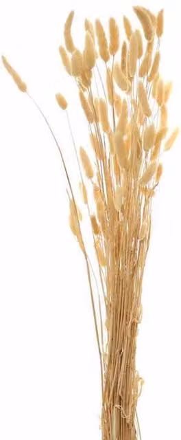 Lemon Pavilion Furniture and Decor Beige Tall Bunny Tails Artificial Plant Bouquet, W: 18 cm, D: 18 cm, H: 76 cm