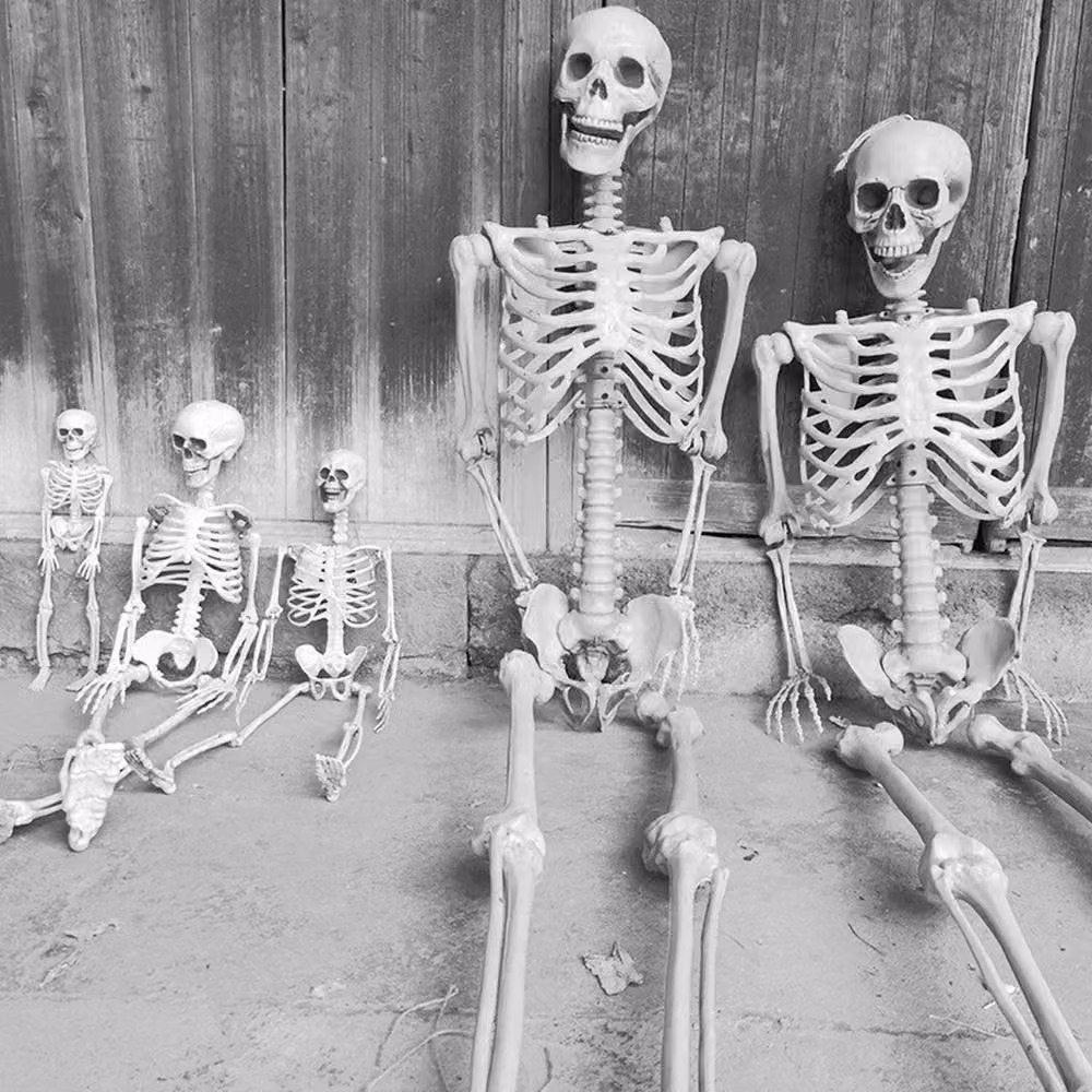 NESTLUNE Realistic White Full Body Skeleton Halloween Prop for Adults, H 100 cm x W 15 cm – 3