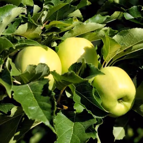 Thompson & Morgan Golden Delicious Apple Tree, Dessert and Cooking Variety, 2 x 4 Litre Pots