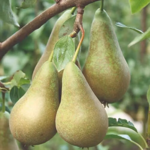 Thompson & Morgan Conference Pear Tree, Partially Self-Fertile Dessert and Cooking Variety, 2 x 12 Litre Pots