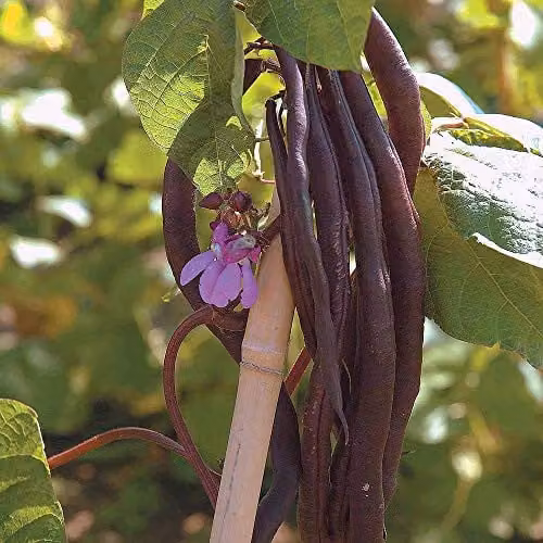 Thompson and Morgan Climbing Bean Blauhilde (Phaseolus vulgaris) Purple Vegetable Seeds, 70 Seeds