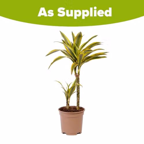 YouGarden Dracaena Lemon Lime Two Stem Indoor Houseplant with Striped Green and Yellow Foliage in a 17cm Pot – 2