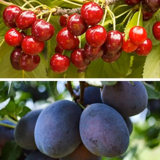 Thompson & Morgan Dicksonia Dwarf Plum and Cherry Fruit Tree Collection, Purple and Multicolour