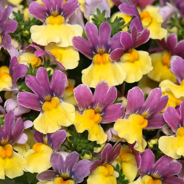 Plants by Post Nemesia Lady Lucy Fragrant Summer Bedding Plants, White and Soft Pink, 2 x 1 l Pots