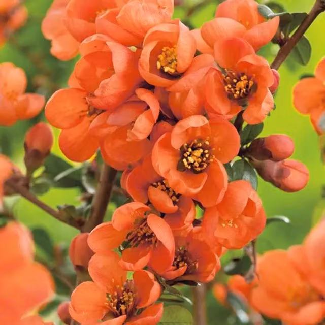 Direct Plants Chaenomeles Orange Flowering Ornamental Shrub, 3L Pot