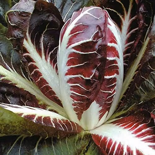 Thompson and Morgan Radicchio Rossa di Treviso Precoce Red Vegetable Seeds, 300 Seeds