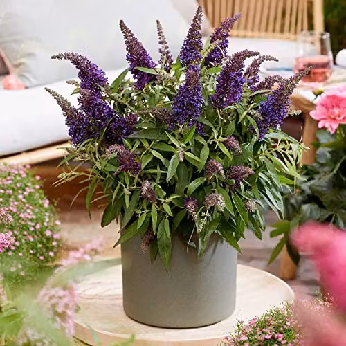 Thompson and Morgan Buddleja davidii Dwarf Compact Butterfly Candy Little Purple Hardy Shrub, 9cm Potted Plant – 3