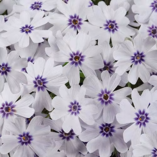 Thompson and Morgan Phlox Pharoah Blue Eye Hardy Perennial Plug Plants, 10 Pack, Blue and White