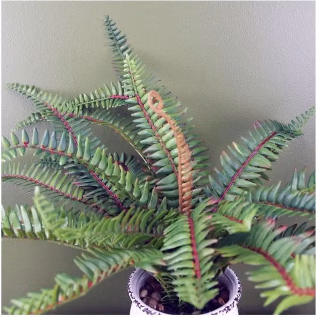 Dyzi Green Artificial Bushy Fern in a Ceramic Vase, Height: 60 cm