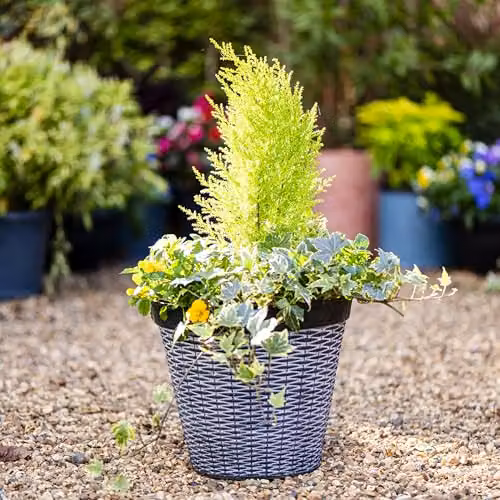 Garden Gear Rattan Style Grey Plastic Planter for Indoor and Outdoor Use, Diameter: 30 cm – 2