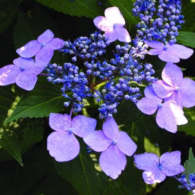 Direct Plants Blue Bird Hydrangea Ornamental Flowering Garden Shrub, Blue and Green