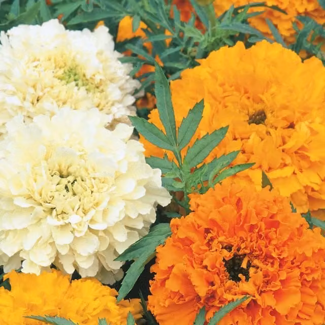 Unwins African Marigold Cream Cracker Flower Seeds, Yellow