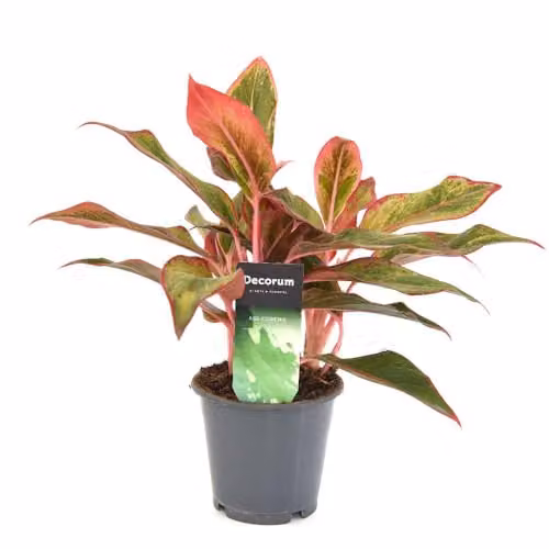Thompson & Morgan Aglaonema Crete Chinese Evergreen Houseplant with Multicolour Foliage in a 12cm Pot – 1
