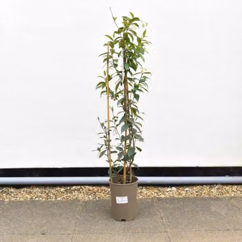 Thompson & Morgan Trachelospermum jasminoides Star Jasmine Fragrant Evergreen Climbing Shrub, 4 x 2 Litre Potted Plants – 4