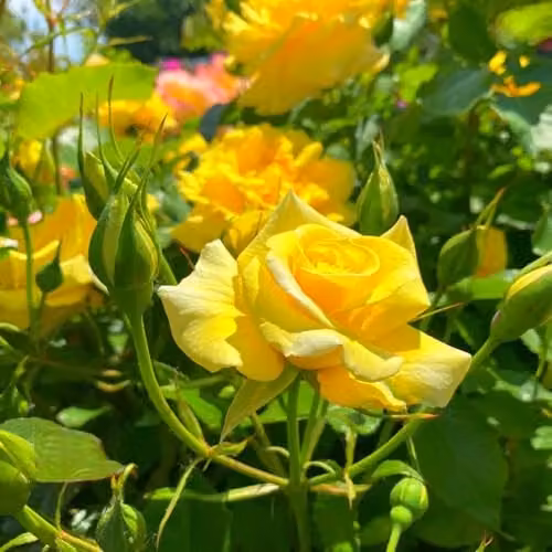 Thompson & Morgan Rose Precious Gold Yellow Floribunda Scented Garden Shrub, 2 x 3 Litre Pots