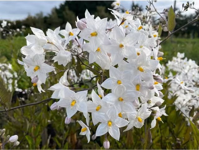 Direct Plants Solanum Jasminoides Alba White Climbing Plant in a 9cm Pot
