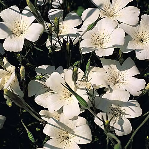 Thompson and Morgan Agrostemma githago Ocean Pearl Corn Cockle White Flower Seeds, 75 Seeds – 3
