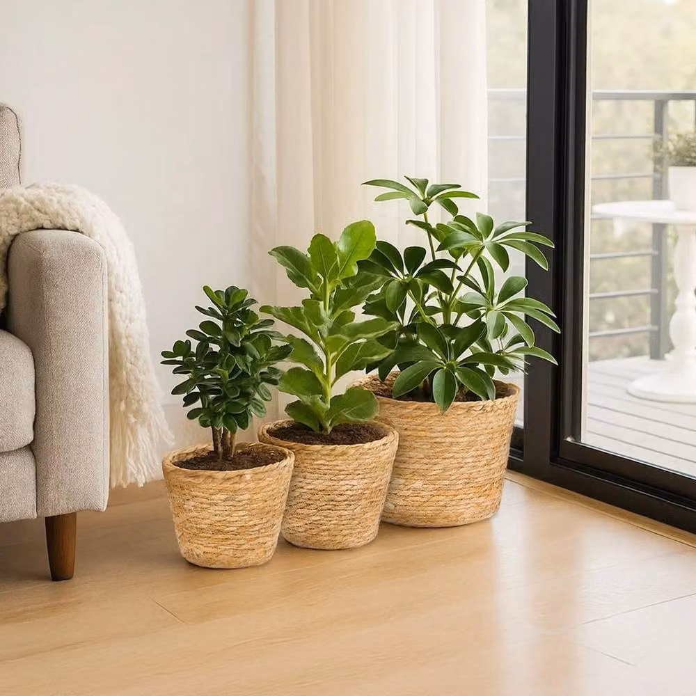 SPETLEK Set of 3 Seagrass Plant Pot Baskets in Natural Beige and Sand – 3