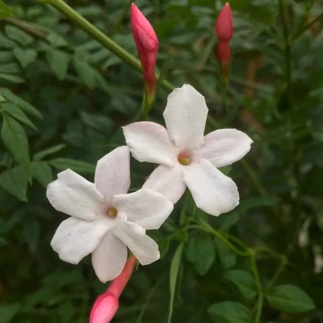 Plant Theory Jasminum Officinale Inverleith White Flowering Climbing Plant, Green
