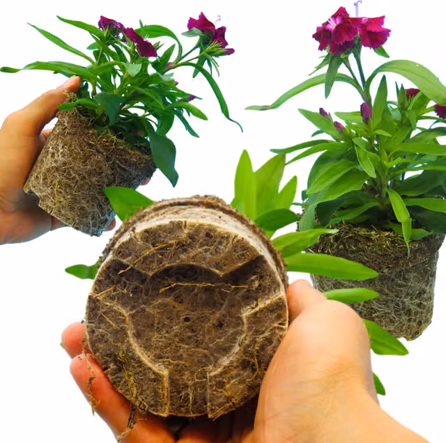 Plants by Post Dianthus Perennial Violet Flowering Plant, 3 Pack
