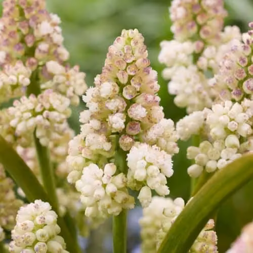Thompson & Morgan Muscari Lady Madonna Grape Hyacinth Bulbs, White and Pink-Blushed Spring Flowers, 8 Bulbs
