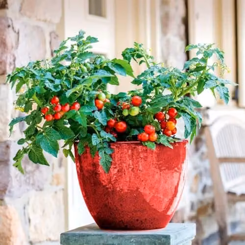 Thompson & Morgan Mr. Men Little Miss Tomato Veranda Red F1 Vegetable Seeds, 1 Packet (6 Seeds)