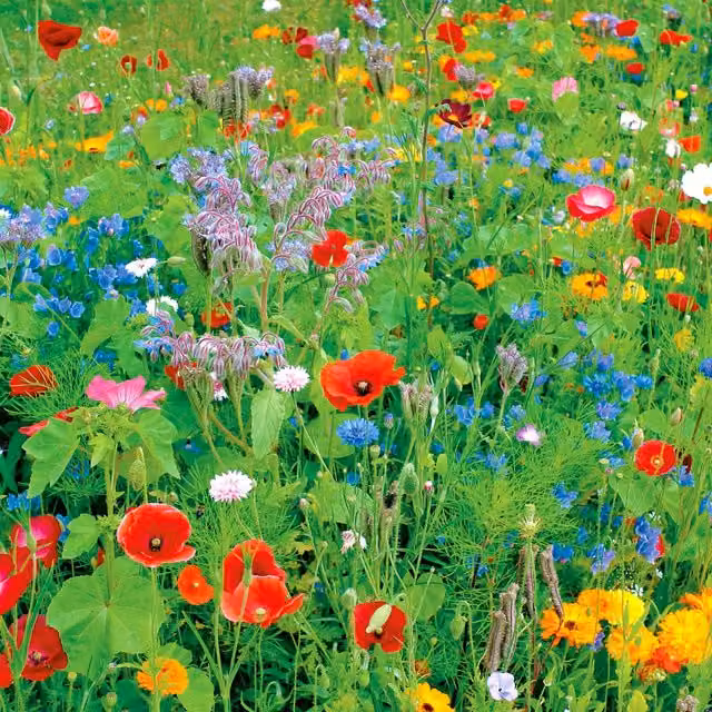 Pegdev English Meadow Wildflower Seed Mix, Multicolour, 25g