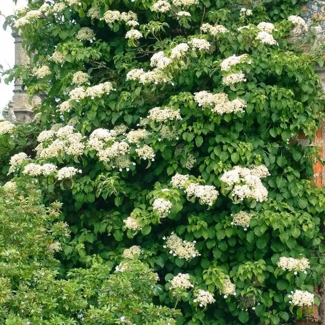 Marshalls Garden White Climbing Hydrangea Petiolaris Plant