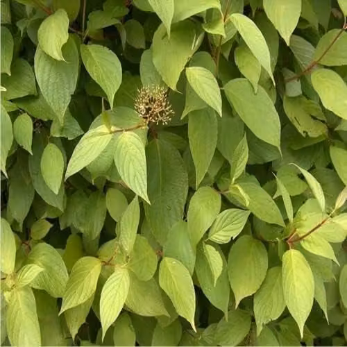 F&G Supplies Native Dogwood Cornus Sanguinea Bare Root Hedging Plants, 10 Pack, Height: 30-60 cm – 2